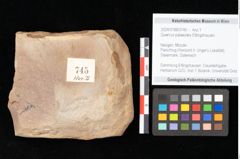 Foto (Objekt + Etikett) von Quercus palaeoilex Ettingshausen (NHMW-GEO-2024-0188-0745)